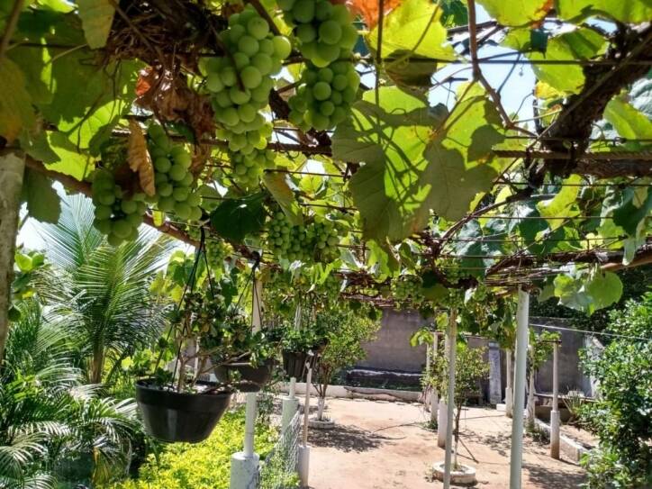 Chácara à venda com 2 quartos, 900m² - Foto 11